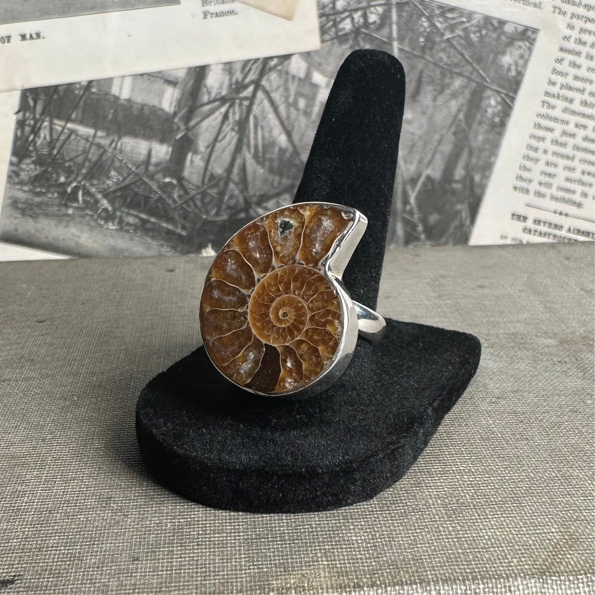 Ammonite Fossil Ring (Adjustable Size)