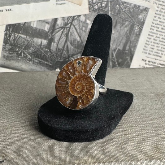 Ammonite - Size: Adjustable